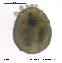  (Arrenurus mediorotundatus - HYDCA384)  @11 [ ] Creative Commons Attribution NonCommercial ShareAlike (2020) NTNU University Museum, Department of Natural History NTNU University Museum, Department of Natural History