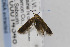  (Scythris basilaris group - CNCLEP00014348)  @12 [ ] CreativeCommons - Attribution Non-Commercial Share-Alike (2013) Jean-Francois Landry Canadian National Collection