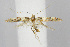  (Caloptilia burgessiella - BIRD21560)  @14 [ ] Copyright (2007) Unspecified Canadian National Collection
