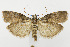  (Acrobasis betulella - CNCLEP00038555)  @15 [ ] CreativeCommons - Attribution Non-Commercial Share-Alike (2007) Unspecified Canadian National Collection