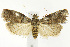  (Acrobasis carpinivorella - CNCLEP00040488)  @15 [ ] CreativeCommons - Attribution Non-Commercial Share-Alike (2007) Unspecified Canadian National Collection