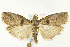  (Acrobasis ostryella - CNCLEP00040901)  @15 [ ] CreativeCommons - Attribution Non-Commercial Share-Alike (2007) Unspecified Canadian National Collection