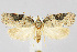  (Acleris implexana - CNCLEP00041056)  @15 [ ] CreativeCommons - Attribution Non-Commercial Share-Alike (2007) Unspecified Canadian National Collection