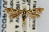  (Scythris trivinctella - CNCLEP00014653)  @15 [ ] CreativeCommons - Attribution Non-Commercial Share-Alike (2007) Unspecified Canadian National Collection