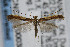  (Caloptilia aceriella - CNCLEP00038522)  @13 [ ] CreativeCommons - Attribution Non-Commercial Share-Alike (2007) Unspecified Canadian National Collection