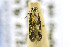  ( - CNCLEP00122835)  @12 [ ] CreativeCommons - Attribution Non-Commercial Share-Alike (2016) Jean-Francois Landry Canadian National Collection of Insects, Arachnids and Nematodes