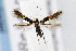  (Cosmopterix molybdina - CNCLEP00067787)  @14 [ ] CreativeCommons - Attribution Non-Commercial Share-Alike (2007) Unspecified Canadian National Collection