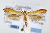  (Caloptilia murtfeldtella - JD3261)  @15 [ ] Copyright (2007) Unspecified Canadian National Collection