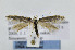  (Scythris mixaula - JD5358)  @14 [ ] Copyright (2007) Unspecified Canadian National Collection