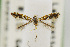  (Phyllonorycter crataegella - USNMENT00656398)  @13 [ ] Copyright (2011) Jean-Francois Landry Canadian National Collection
