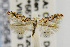  (Phyllonorycter latus - USNMENT00656450)  @14 [ ] Copyright (2011) Jean-Francois Landry Canadian National Collection