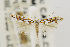  (Phyllonorycter manzanita - USNMENT00656462)  @14 [ ] Copyright (2011) Jean-Francois Landry Canadian National Collection