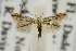  (Phyllonorycter mildredae - USNMENT00656465)  @14 [ ] Copyright (2011) Jean-Francois Landry Canadian National Collection