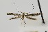  (Neurobathra bohartiella - USNMENT00657038)  @13 [ ] Copyright (2011) Jean-Francois Landry Canadian National Collection