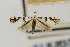  (Marmara fraxinicola - USNMENT00657149)  @11 [ ] Copyright (2011) Jean-Francois Landry Canadian National Collection
