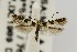  (Telamoptilia hibiscivora - USNMENT00657247)  @14 [ ] Copyright (2011) Jean-Francois Landry Canadian National Collection