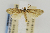  (Metaphatus sinuatus - USNMENT00657349)  @11 [ ] Copyright (2011) Jean-Francois Landry Canadian National Collection