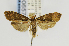 (Palaephatus fusciterminus - USNMENT00657360)  @14 [ ] Copyright (2011) Jean-Francois Landry Canadian National Collection