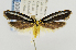  (Tinea caerula - USNMENT00657416)  @11 [ ] Copyright (2011) Jean-Francois Landry Canadian National Collection