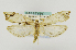  (Palaephatus dimorphus - USNMENT00657446)  @13 [ ] Copyright (2011) Jean-Francois Landry Canadian National Collection
