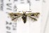  (Pseudopostega quadristrigella - AC006114)  @14 [ ] Copyright (2015) Jean-Francois Landry Canadian National Collection of Insects, Arachnids and Nematodes