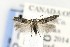  ( - CNCLEP00121651)  @14 [ ] CreativeCommons - Attribution Non-Commercial Share-Alike (2015) Jean-Francois Landry Canadian National Collection of Insects, Arachnids and Nematodes