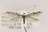  ( - CNCLEP00123007)  @14 [ ] CreativeCommons - Attribution Non-Commercial Share-Alike (2015) Jean-Francois Landry Canadian National Collection of Insects