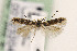  ( - CNCLEP00123204)  @11 [ ] CreativeCommons - Attribution Non-Commercial Share-Alike (2015) Jean-Francois Landry Canadian National Collection of Insects