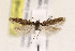  ( - CNCLEP00133085)  @13 [ ] CreativeCommons - Attribution Non-Commercial Share-Alike (2015) Jean-Francois Landry Canadian National Collection of Insects