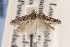  ( - EMEC407580)  @11 [ ] Copyright (2015) Essig Museum of Entomology Essig Museum of Entomology