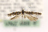  ( - LACMENT326708)  @13 [ ] Copyright (2015) Jean-Francois Landry Canadian National Collection of Insects