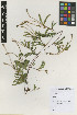  (Mimosa schleidenii - IIBCE41)  @11 [ ] Copyright (2019) Unspecified Universidad de la Republica, Facultad de Agronomia, Bernardo Rosengurtt Herbarium
