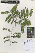  ( - IIBCE42)  @11 [ ] CreativeCommons - Attribution Share-Alike (2019) Unspecified Universidad de la Republica, Facultad de Agronomia, Bernardo Rosengurtt Herbarium