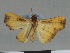  (Paralephana descarpentriesi - CCDB-08662-B02)  @11 [ ] CreativeCommons - Attribution Non-Commercial Share-Alike (2014) Museum national d'Histoire naturelle  Muséum national d'Histoire naturelle