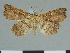  (Zethesides serangodes - CCDB-08662-D07)  @11 [ ] CreativeCommons - Attribution Non-Commercial Share-Alike (2014) Museum national d'Histoire naturelle  Muséum national d'Histoire naturelle