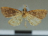  (Coelophoris pluriplaga - CCDB-08662-E03)  @11 [ ] CreativeCommons - Attribution Non-Commercial Share-Alike (2014) Museum national d'Histoire naturelle  Muséum national d'Histoire naturelle