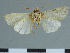  (Leucania teruworkae - CCDB-09453-F02)  @11 [ ] CreativeCommons - Attribution Non-Commercial Share-Alike (2014) Museum national d'Histoire naturelle  Muséum national d'Histoire naturelle