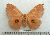  (Pseudobunaea meloui - BC-MN0004)  @11 [ ] Copyright (2010) M. Newport Research Collection of Mike Newport