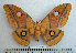  (Gonimbrasia macrops - BC-MN0030)  @15 [ ] Copyright (2010) M. Newport Research Collection of Mike Newport