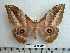  ( - BC-MN0036)  @11 [ ] Copyright (2010) M. Newport Research Collection of Mike Newport