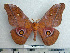  (Gonimbrasia clarissima - BC-MN0042)  @14 [ ] Copyright (2010) M. Newport Research Collection of Mike Newport