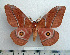  (Gonimbrasia belina - BC-MN0043)  @15 [ ] Copyright (2010) M. Newport Research Collection of Mike Newport