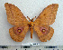  ( - BC-MN0050)  @14 [ ] Copyright (2010) M. Newport Research Collection of Mike Newport