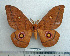  (Gonimbrasia rectilineata - BC-MN0051)  @15 [ ] Copyright (2010) M. Newport Research Collection of Mike Newport