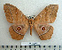  ( - BC-MN0061)  @11 [ ] Copyright (2010) M. Newport Research Collection of Mike Newport