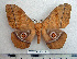  (Imbrasia epimethea orientalis - BC-MN0062)  @15 [ ] Copyright (2010) M. Newport Research Collection of Mike Newport