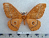  ( - BC-MN0069)  @11 [ ] Copyright (2010) M. Newport Research Collection of Mike Newport