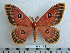  ( - BC-MN0072)  @13 [ ] Copyright (2010) M. Newport Research Collection of Mike Newport