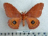  ( - BC-MN0076)  @11 [ ] Copyright (2010) M. Newport Research Collection of Mike Newport