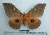  ( - BC-MN0096)  @15 [ ] Copyright (2010) M. Newport Research Collection of Mike Newport